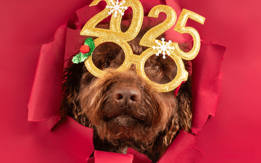 Building Better Habits: How Doggy Daycare Can Improve Your Pet’s Behavior in 2025