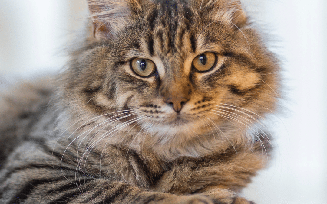 Luxury Cat Boarding: A Home Away from Home for Your Feline