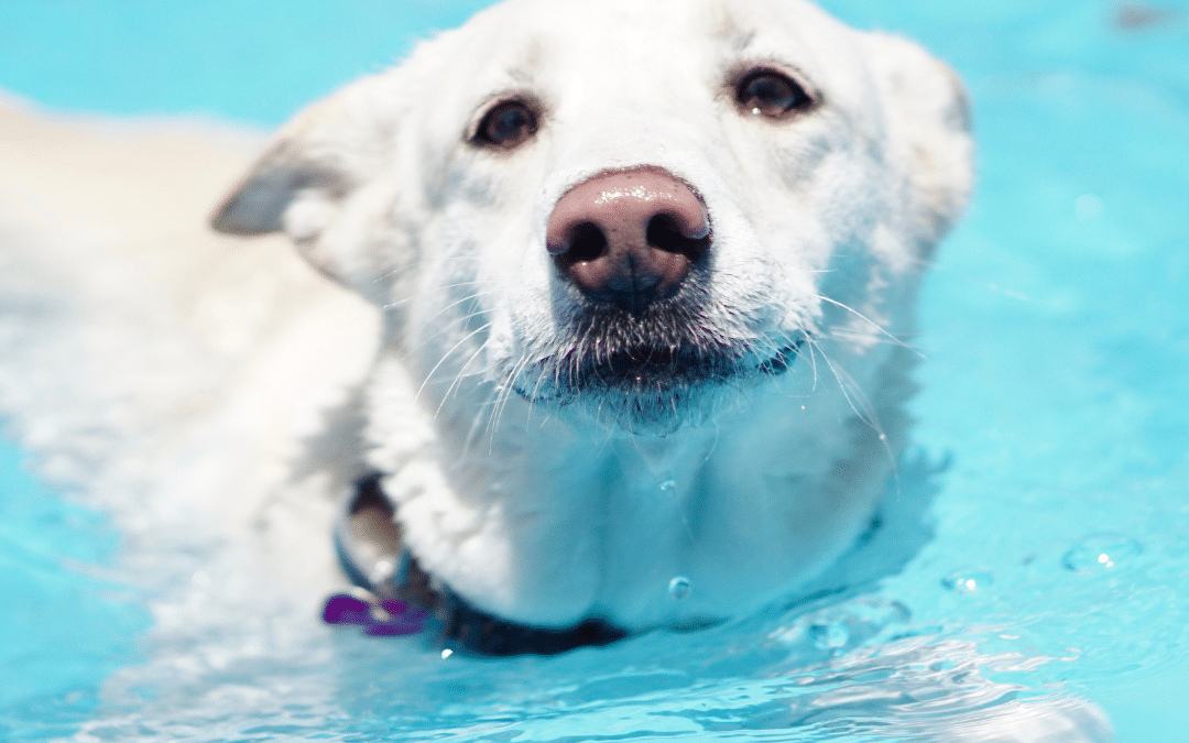 Swimming in February? Why a Doggy Daycare Pool is Perfect Year-Round