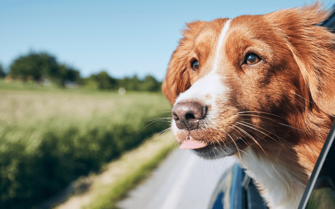 Traveling This Winter? Keep Your Pet Safe with Luxury Boarding