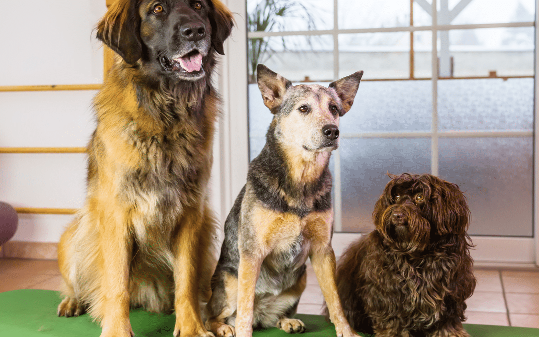 How to Prepare Your Pet for Their First Day of Daycare or Boarding