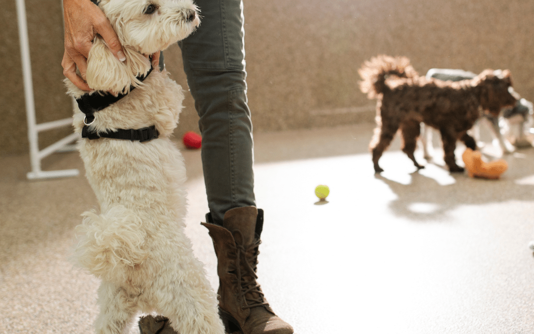 Spring Energy? Why Doggy Daycare is Perfect for Active Pets