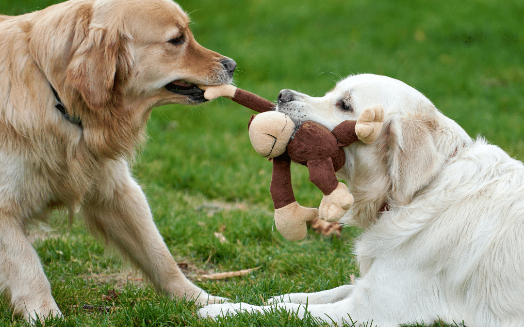 Socialization and Play: The Hidden Benefits of Doggy Daycare