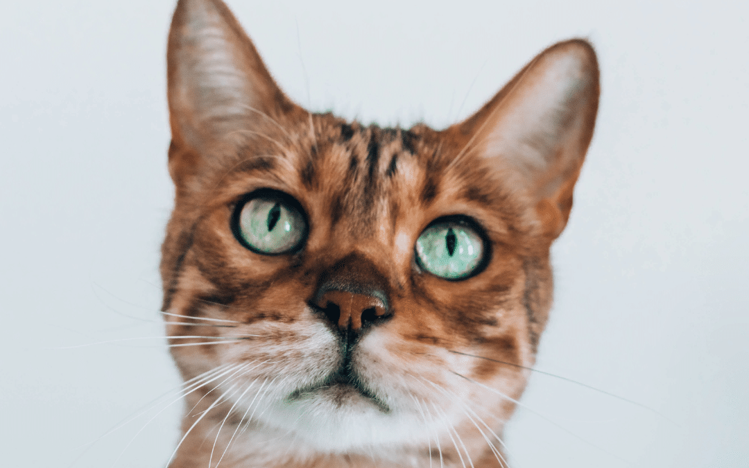 A Home Away from Home: The Benefits of Luxury Boarding for Cats