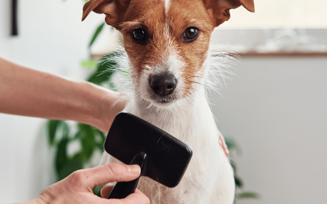 The Importance of Routine Grooming for Your Pet’s Health